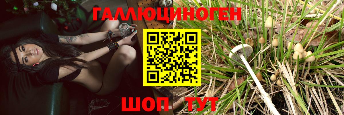 Псилоцибиновые грибы Psilocybe Валуйки